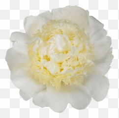Japanese Flower Png - Common Peony 4968354 Vippng Pioen Bridal Gown