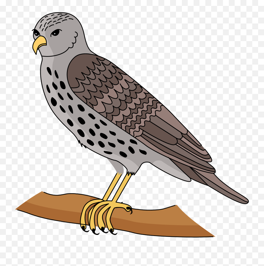 Hawk Clipart Free Download Transparent Png Creazilla - Hawk Clipart,Hawk Png