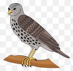 Hawk Clipart Free Download Transparent Png Creazilla - Hawk Clipart,Hawk Png
