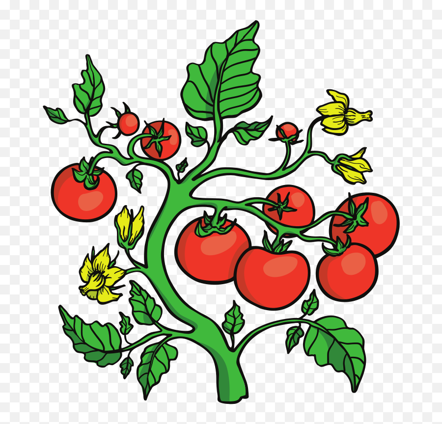 Garden Expo 2019 Master Gardener - Tomato On The Vine Clip Art Png,Gardener Png