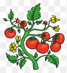 Garden Expo 2019 Master Gardener - Tomato On The Vine Clip Art Png,Gardener Png