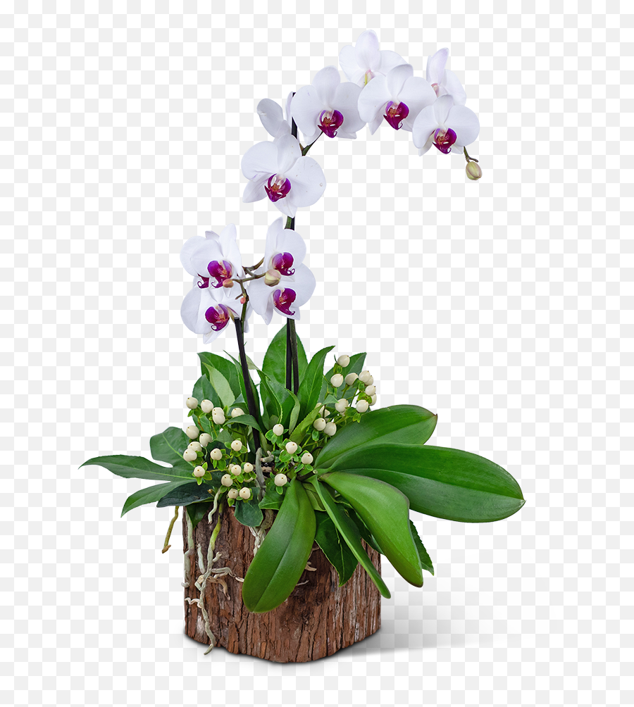 Majestic Phalaenopsis Orchid Lilybee Png Orchids