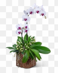 Majestic Phalaenopsis Orchid Lilybee Png Orchids