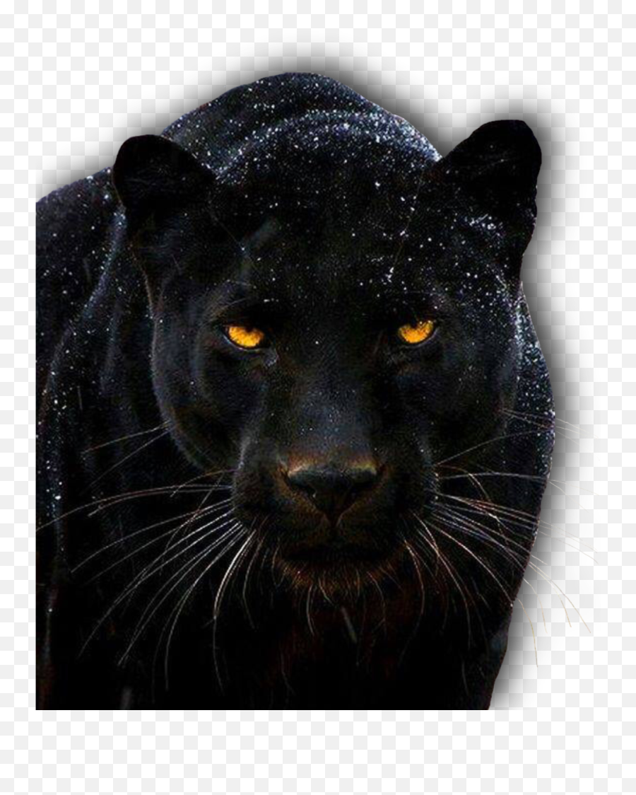 The Black Panther 2018 - Black Panther Animal Fierce Png,T'challa Png