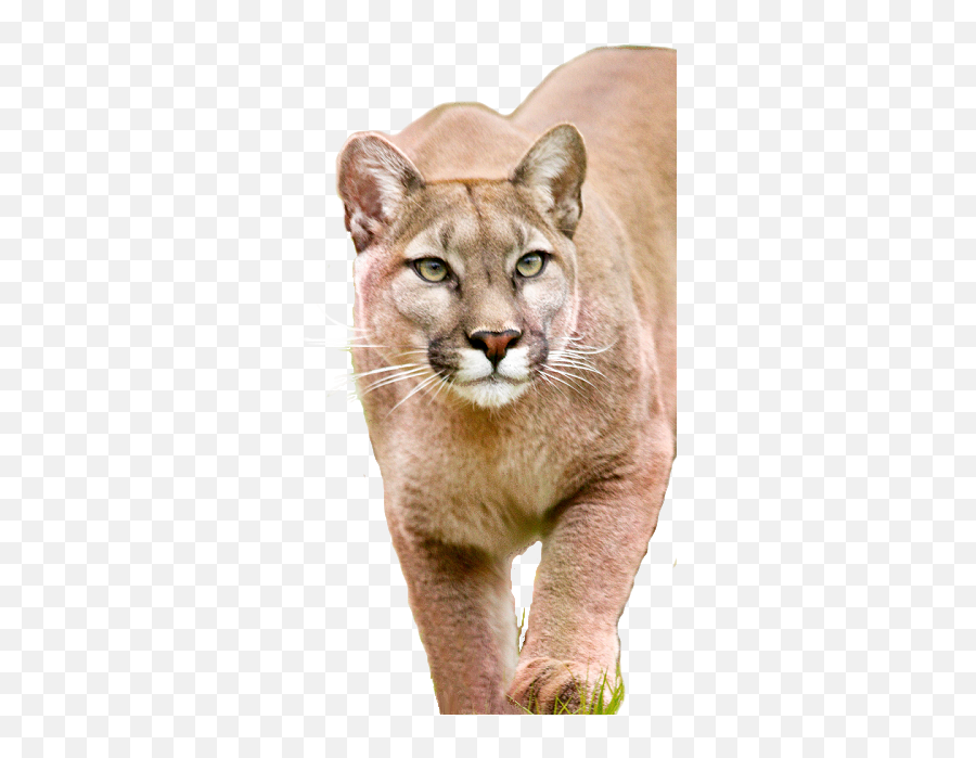 Mountain Lion Png 6 Image - Mountain Lion With No Background,Mountain Lion Png