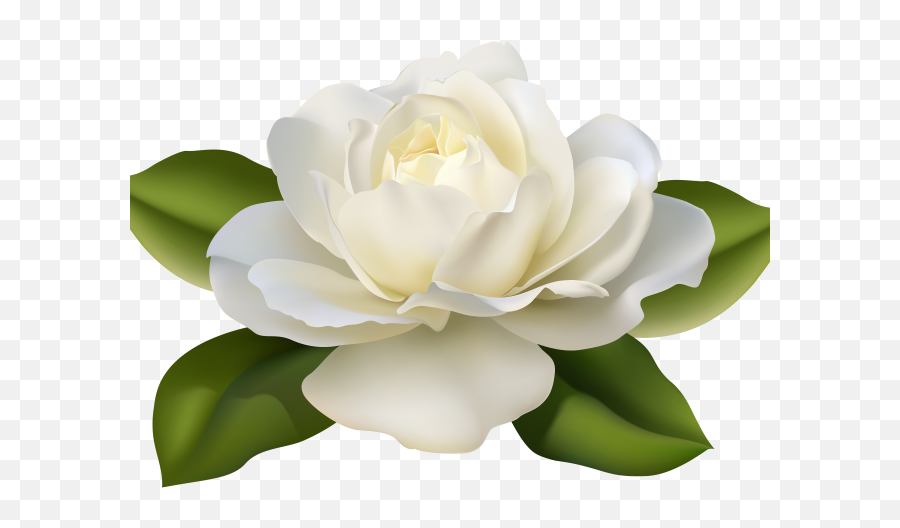White Rose Clipart Guldasta - Gardenia Flowers Png White Rose Beautiful Flowers,Flowers Png Transparent