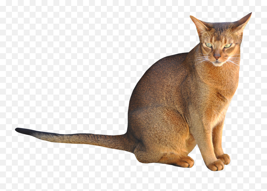Free Digital Sitting Cat Png - Cat Sitting Transparent Background,Cat With Transparent Background