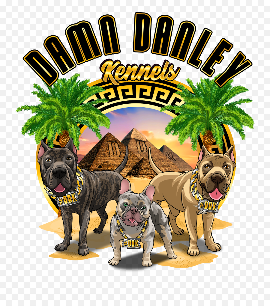 History - Damn Danley Kennels Png,British Icon Bulldogs