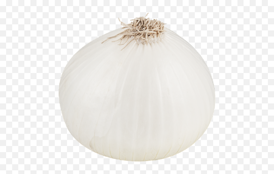 White Onion Png Image - White Onion Transparent Background,Onion Png