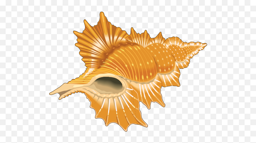 Download Shells Seashell Cartoon Vector - Seashells Cipart Png,Sea Shell Png