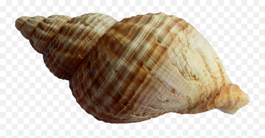 Shell Transparent Background Picture - Seashell Png,Ocean Transparent Background