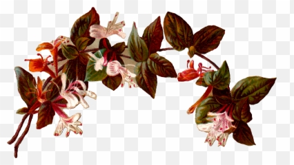 Best Vintag Flower Border 30230 - Clipartioncom Vintage Arco De Flores Png,Vintage Border Png