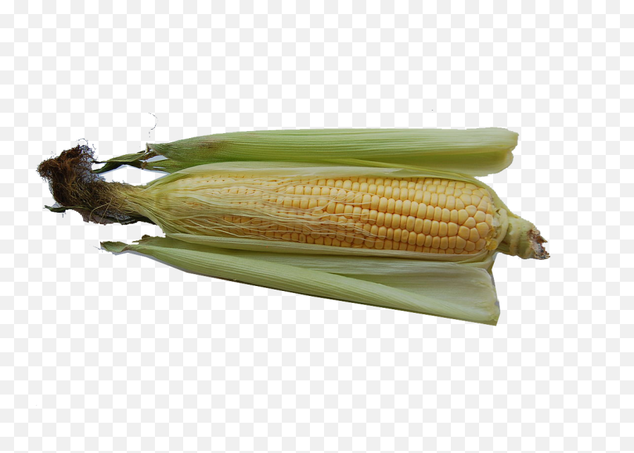 Corn Png Transparent Images Free Download