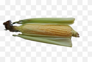 Corn Png Transparent Images Free Download