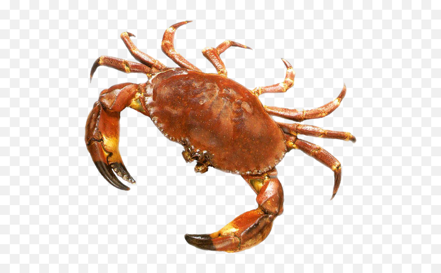 Crab Png Picture - Transparent Background Crab Png,Crab Transparent Background