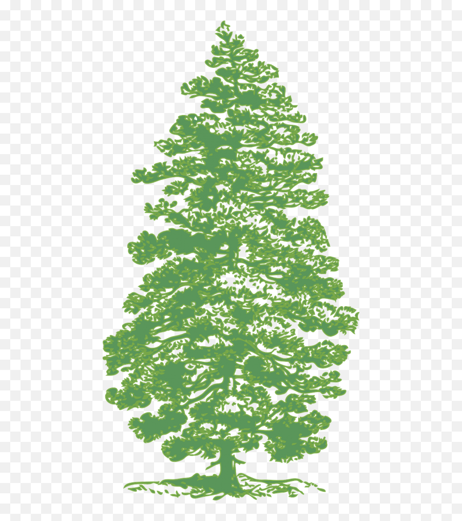 Green Pine Tree Clip Art - Vector Clip Art Brush Photoshop Pine Trees Png,Christmas Tree Silhouette Png