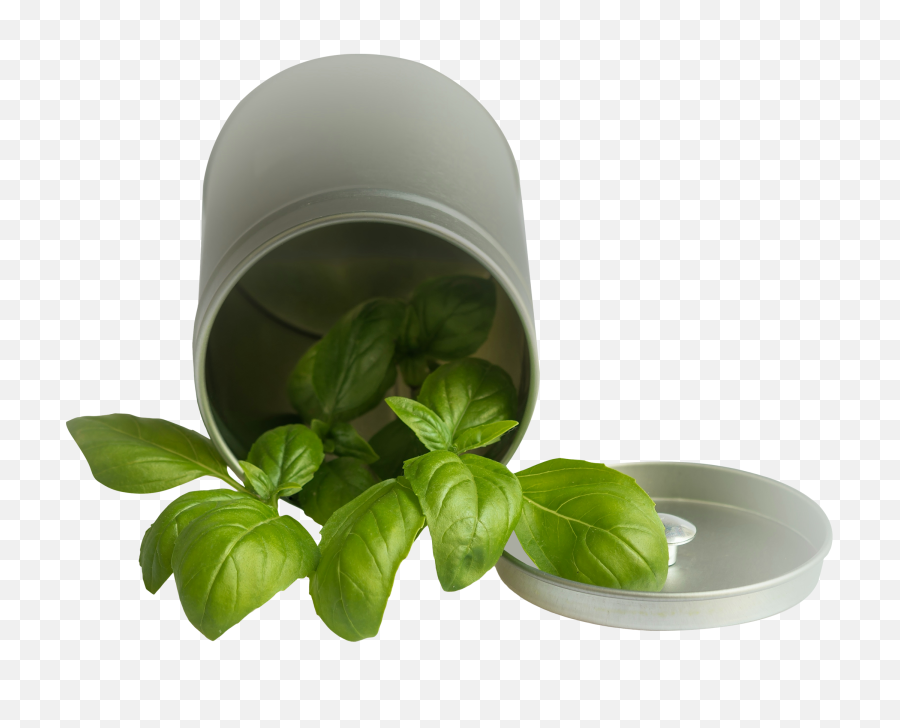 Basil Leaf Pot - Basil Png,Basil Png