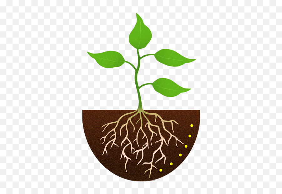 Sopcp44 Sunlight - Plant With Roots Clipart,Plant Clipart Png