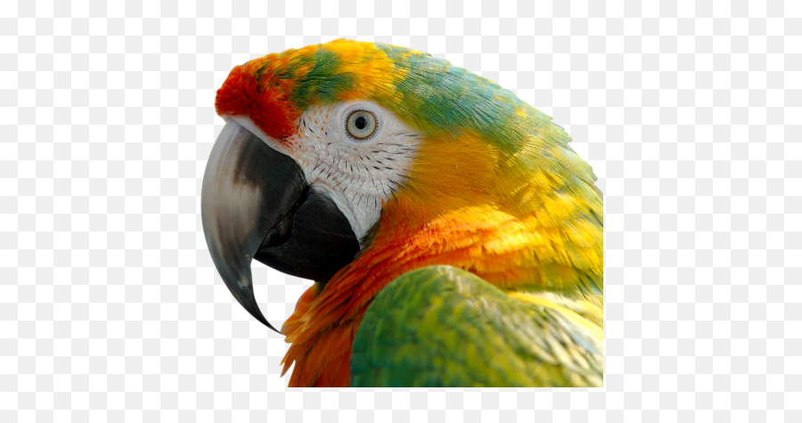 Birdvertebratemacawbeakparrotparake 1260732 - Png Yellow Macaw,Parakeet Png