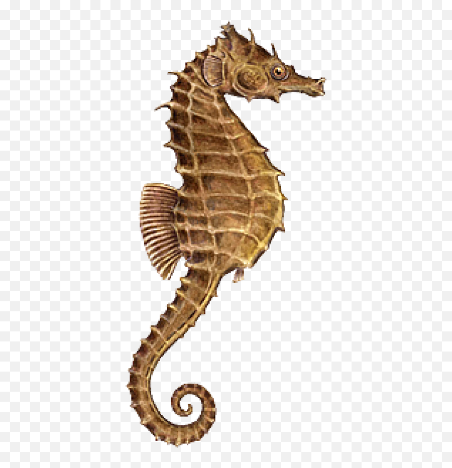 Download Png Image With Transparent - Sea Horse Without Background,Seahorse Png