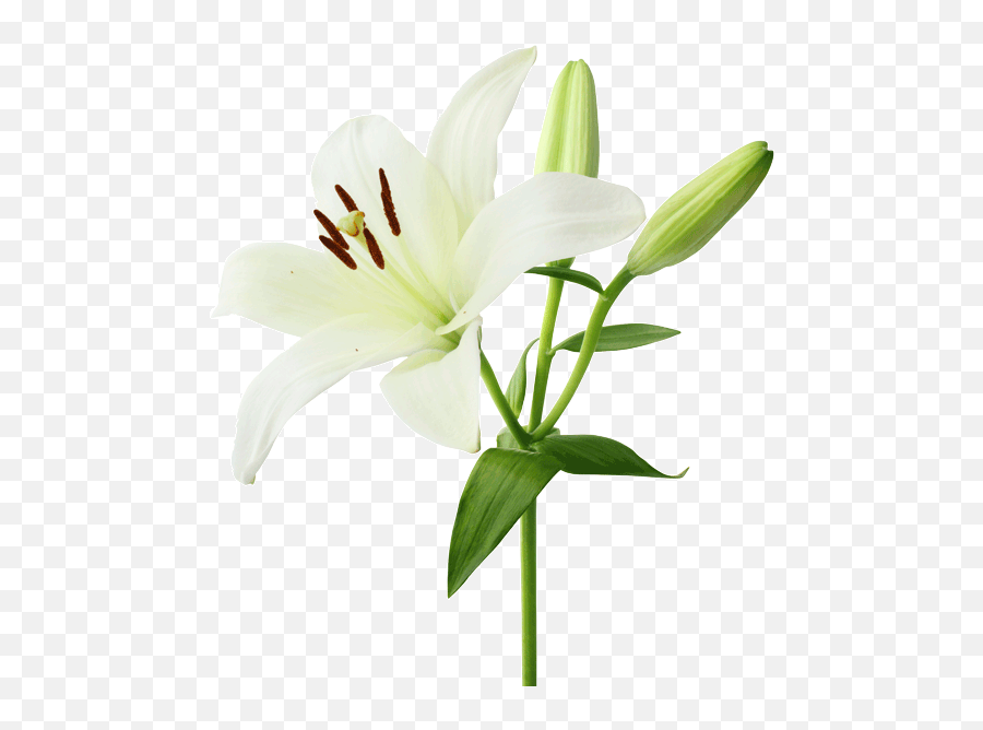 Transparent Flower Lily - White Lily Flower Png,Lily Transparent