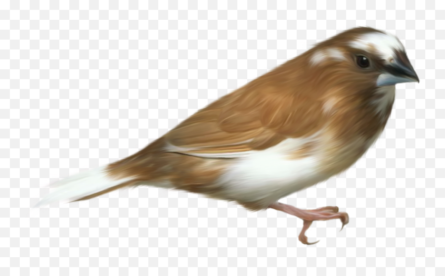 Free Bird Transparent Download - Bird Transparent Png,Birds Transparent Background