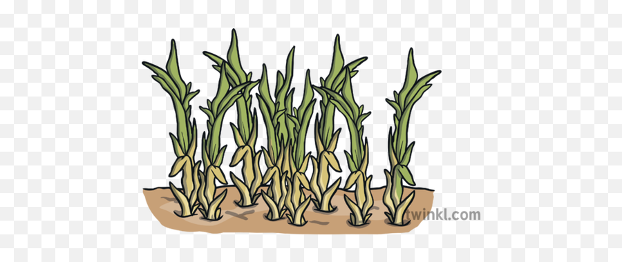 Failing Crops Farming Drought Soil Dry Ks1 Illustration - Twinkl Illustration Png,Dry Grass Png