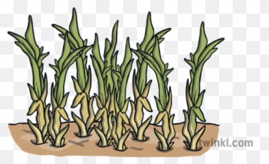 Failing Crops Farming Drought Soil Dry Ks1 Illustration - Twinkl Illustration Png,Dry Grass Png