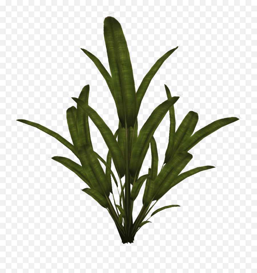 Palm Plant Sprite 1024x1024 - Palmtreepng Liberated Pixel Cup Plant Texture Png,Palm Plant Png