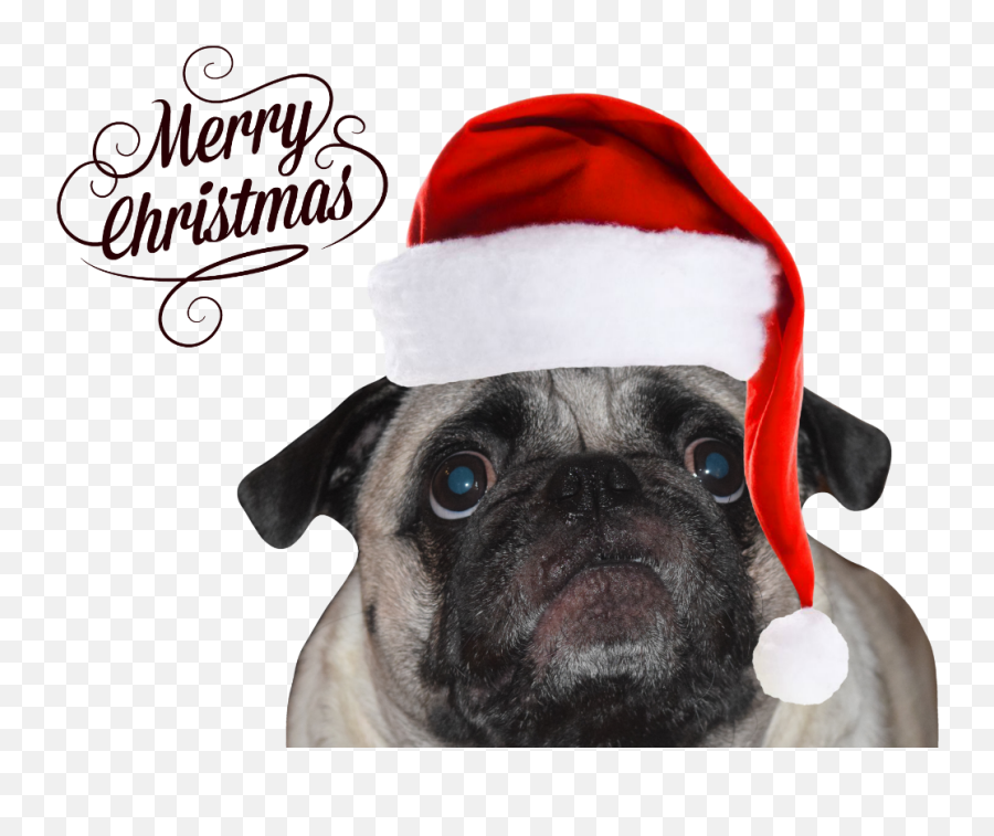 Christmas Pug - Merry Christmas Pug Png,Pug Png
