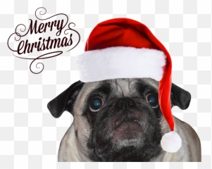 Christmas Pug - Merry Christmas Pug Png,Pug Png