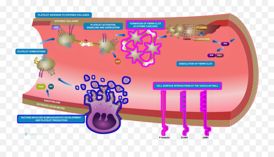 Diagram Exporter - Reactome Pathway Database Graphic Design Png,R Png