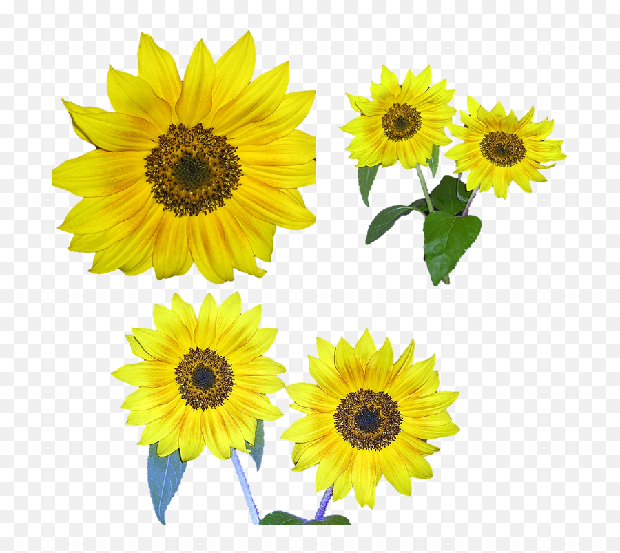 Sunflower - Flowerfreepngtransparentimagesfreedownload Clip Art Png,Sunflower Png