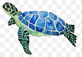 Turtle Transparent Background - Sea Png