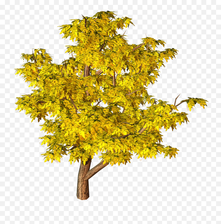 Yellow Fall Tree Png Clipart - Yellow Tree Png,Fall Tree Png