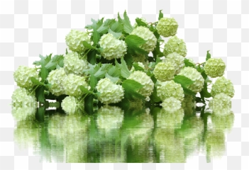 Hydrangeahydrangea Bushflower Gardenflowersnature - Free Hydrangea Bush Transparent Background Png,Hydrangea Png