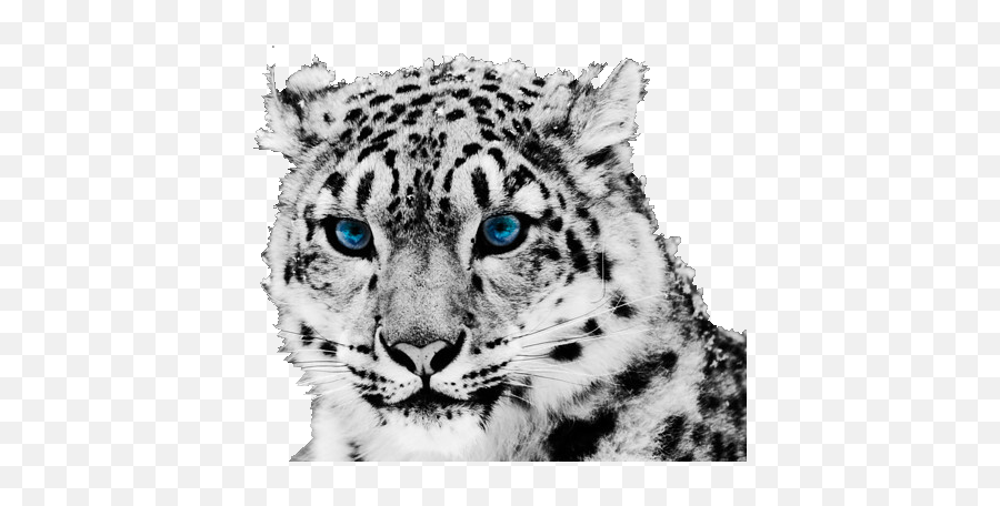 Free Png Image - Snow Leopard Face Png,Leopard Png