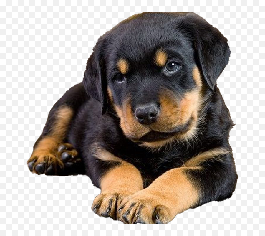 Rottweiler Puppy Png Free Image All - Rottweiler Puppy Transparent Background,Puppy Png