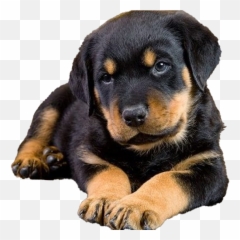 Rottweiler Puppy Png Free Image All - Rottweiler Puppy Transparent Background,Puppy Png