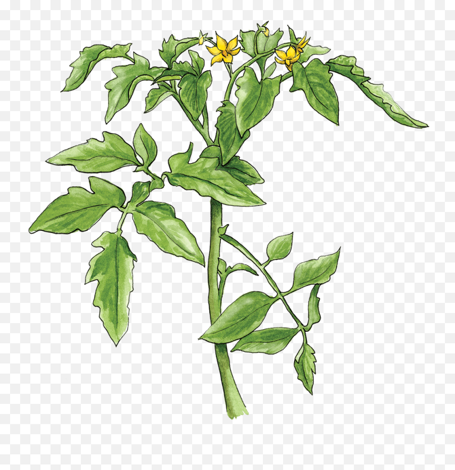 Tomato Plant Terminology - Transparent Png Of Tomato Plant,Tomato Plant Png