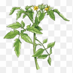 Tomato Plant Terminology - Transparent Png Of