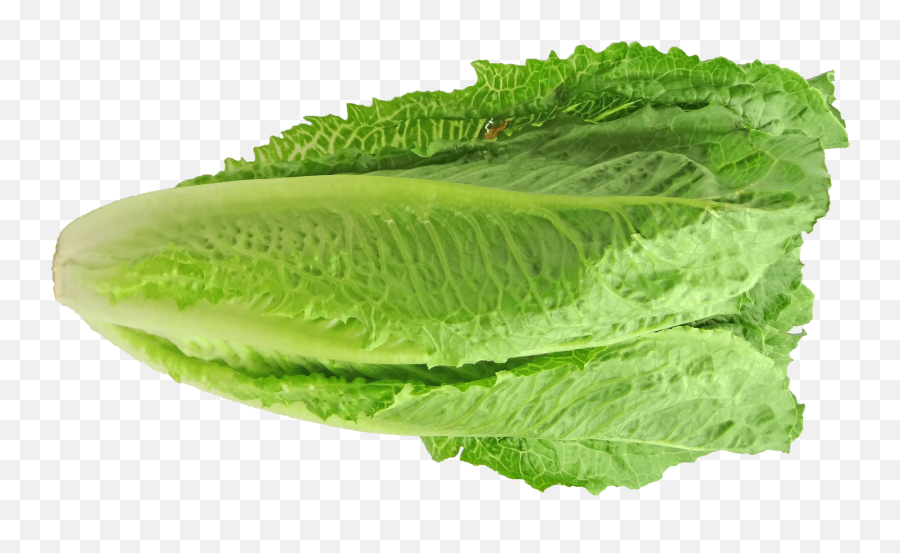 Lettuce перевод на русский. Romaine lettuce. Салат латук. Салат Романо. Салат латук на белом фоне.