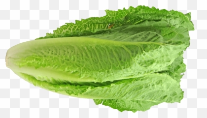 Romaine Lettuce Outbreak - Transparent png