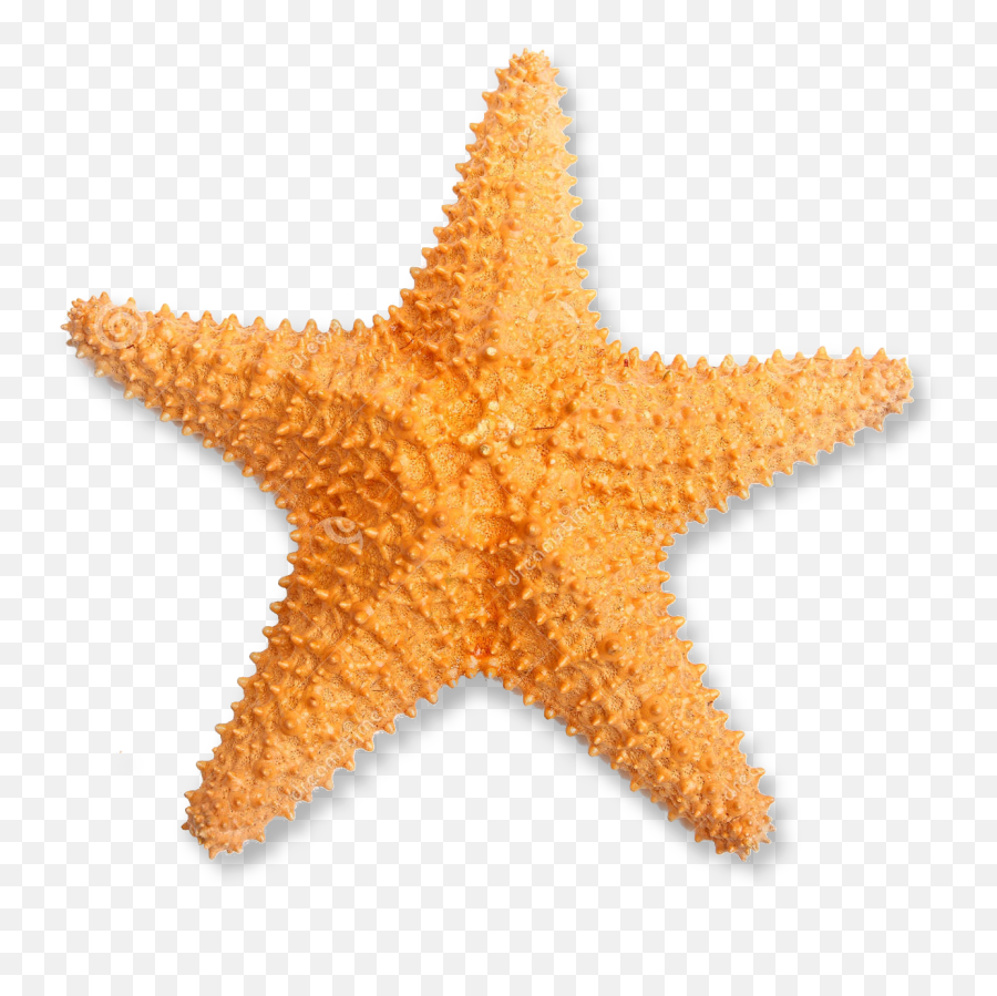 Orange Starfish Png U0026 Free Starfishpng Transparent - Starfish Png,Starfish Clipart Png