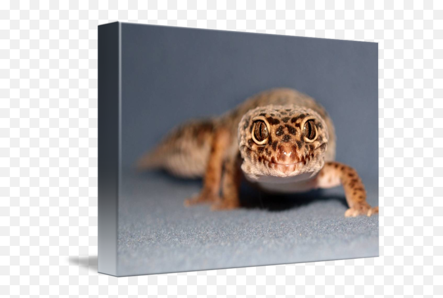 Leopard Gecko By Teresa L Mayer - Toads Png,Leopard Gecko Png