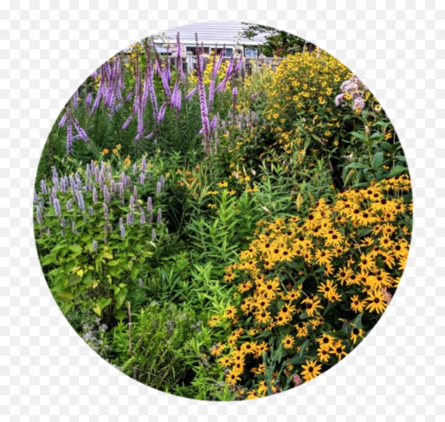 Passport To Nature Wildflower Gardening - Thames Talbot Land Lavender Png,Wildflowers Png