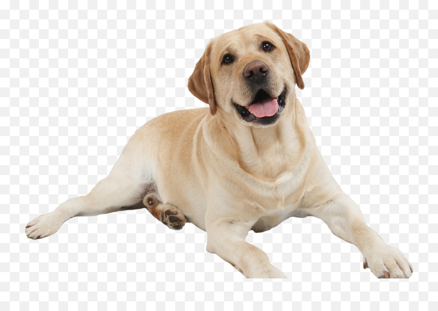 Dog Png Image Dogs Puppy Pictures - Dog Png,Pet Png