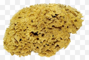 Sea Sponge Png Transparent - Portable Network Graphics,Sponge Png