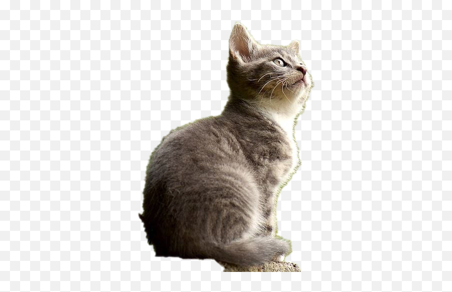 Cat Png Images Transparent Background - Cat Png,Cat With Transparent Background