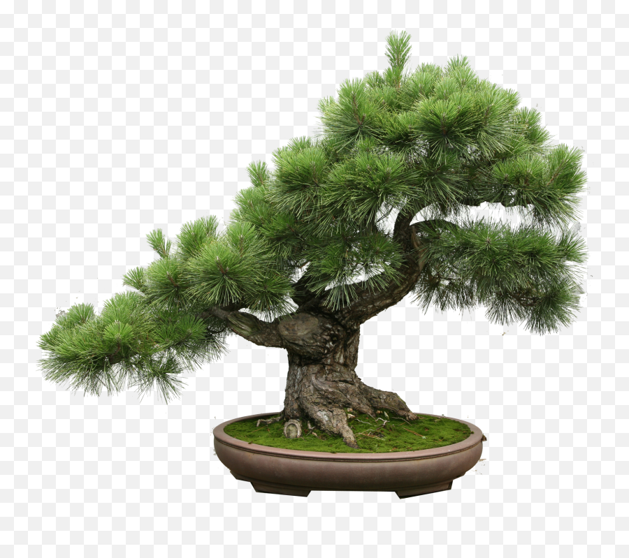 Itil V3 Small - Transparent Bonsai Tree Png,Bonsai Tree Png